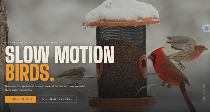 Slow Motion Birds screenshot